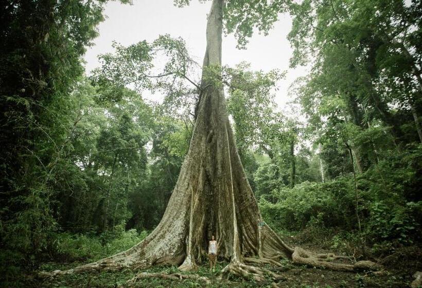 Resort Big Tree Cottages