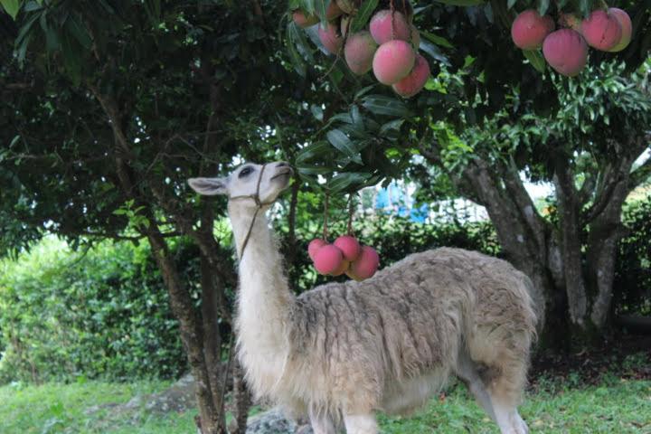 אתר נופש Toscana