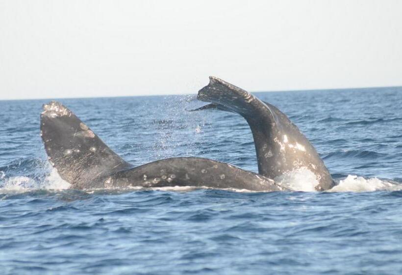 فندق Isabela, Mag Bay