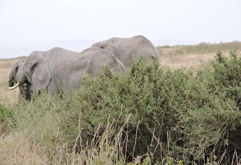 ホテル Upendo Safari Lodge