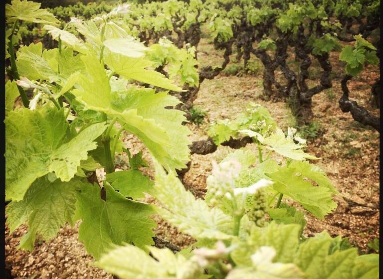 B&b Vigne Vierge
