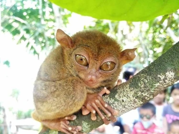 فندق Sobral Rice Terraces View