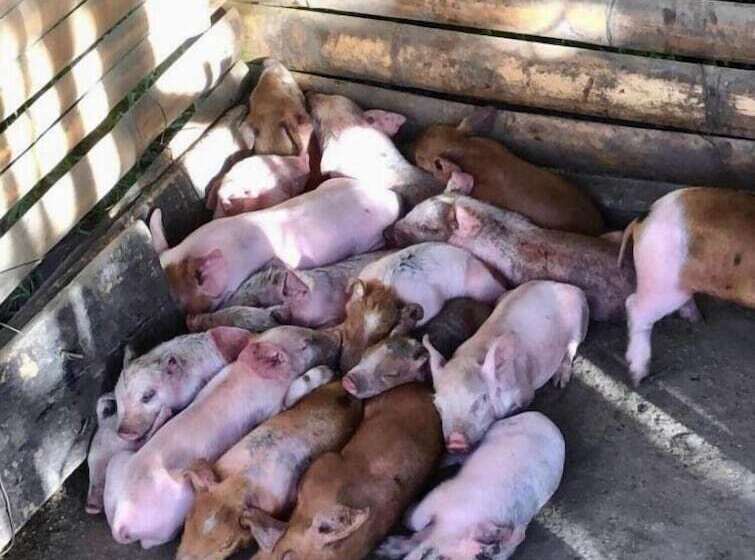 فندق Sobral Rice Terraces View