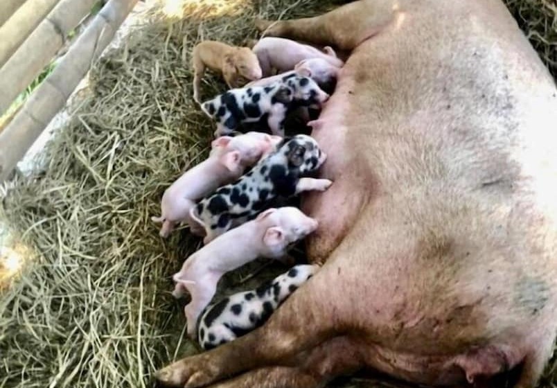 فندق Sobral Rice Terraces View