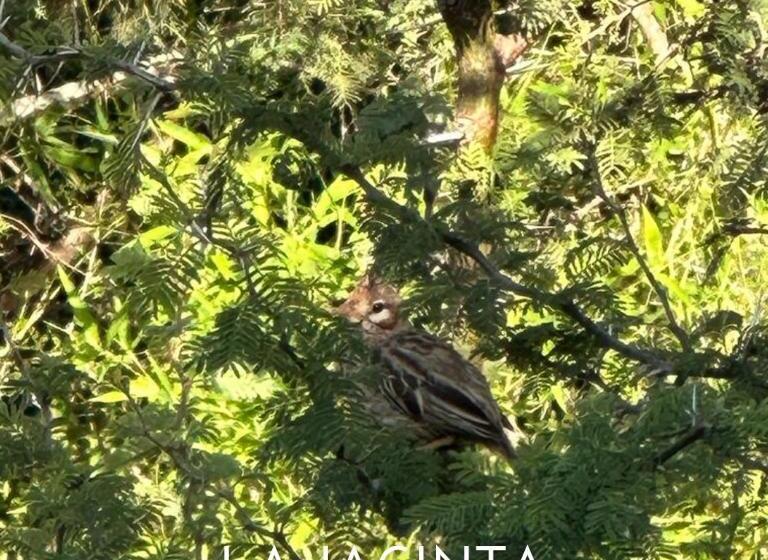 هتل La Jacinta Posada Suites