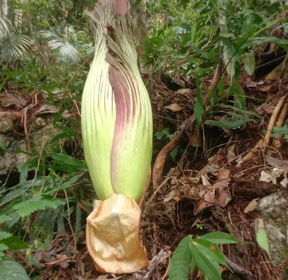 بنسيون Orchid Bugalows