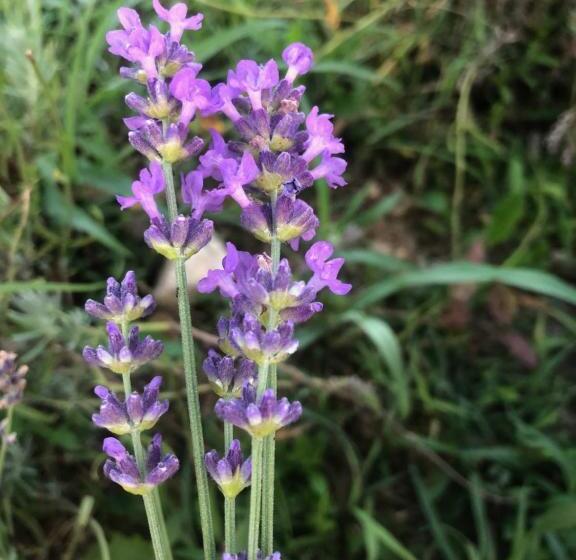 ホテル Agriturismo Al Mancino