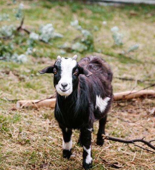 בית מלון כפרי Hideaway Farmlet Romantic Cottage With Miniature Goats