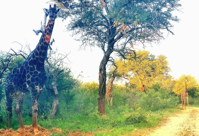 ホテル Blyde River Wilderness Lodge