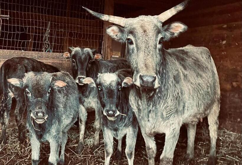 فندق Authentic Barn Bnb