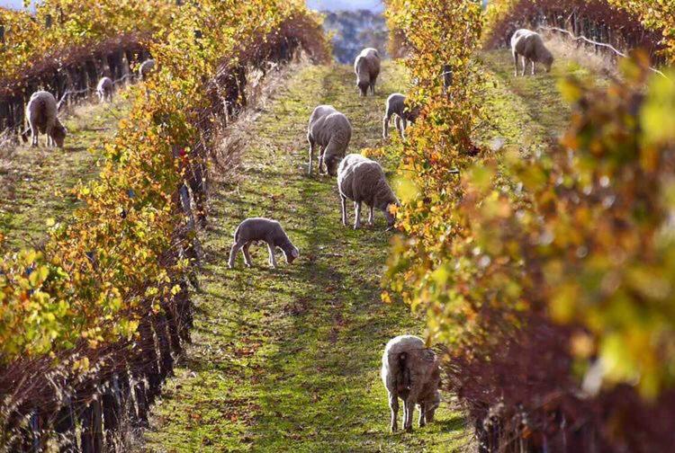 ベッドアンドブレックファースト Vineyard Views Rutherglen
