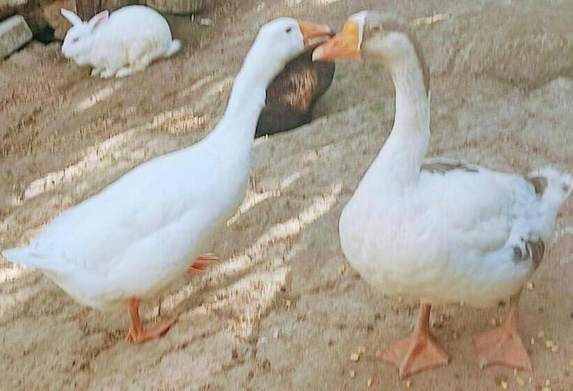 ペンション Recanto Itália Brasil