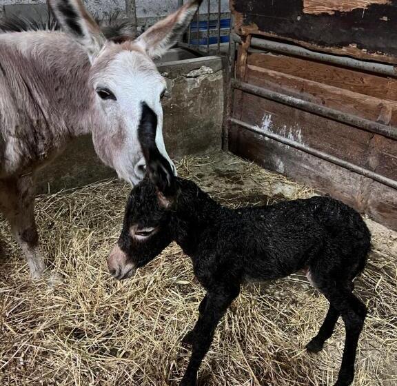 فندق Azienda Agricola Zootecnica Soriente Di Guglielmo Areh Soriente & C.s.a.s