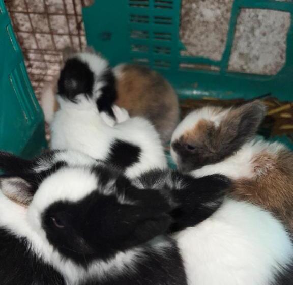 فندق Azienda Agricola Zootecnica Soriente Di Guglielmo Areh Soriente & C.s.a.s