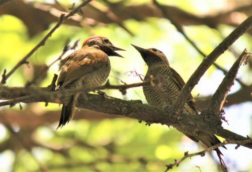 فندق Itapoa Reserve