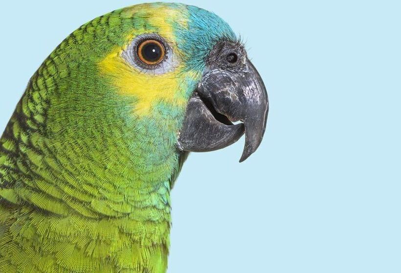 בית מלון כפרי Guacamayo Ecolodge