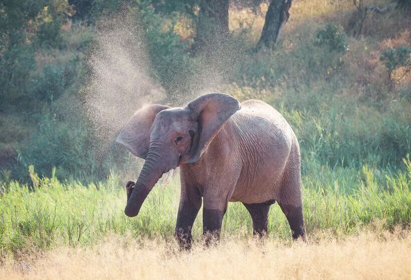 فندق Simbavati Homestead