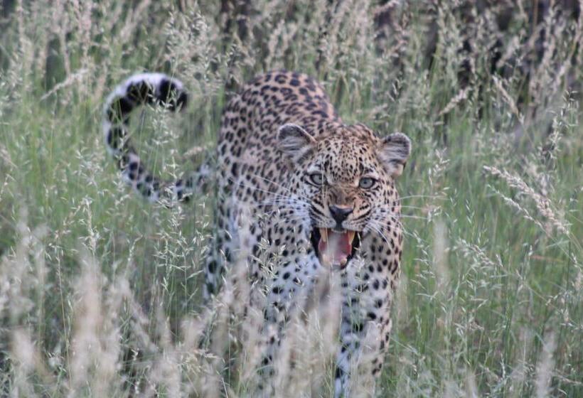 فندق Simbavati Homestead