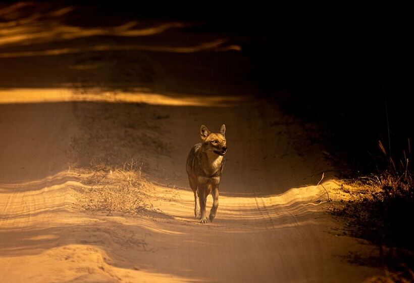ホテル The Untamed Bandhavgarh By Tutc