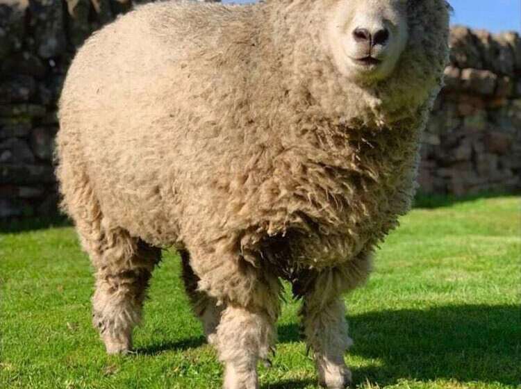 Lovely Semi Rural Caravan & Hot Tub   Sleeps Fam 6