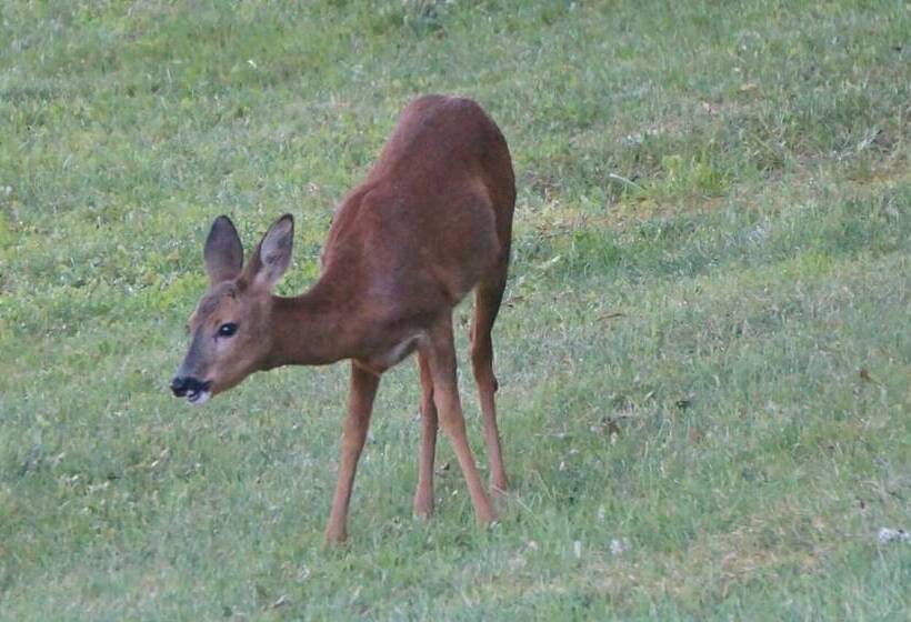 פנסיון Les Feuillantines