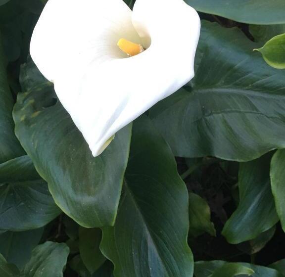 مبيت وإفطار Elena Hotel Boutique