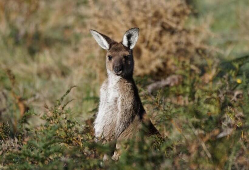 مبيت وإفطار Southern Ocean Retreats   Deep Creek National Park