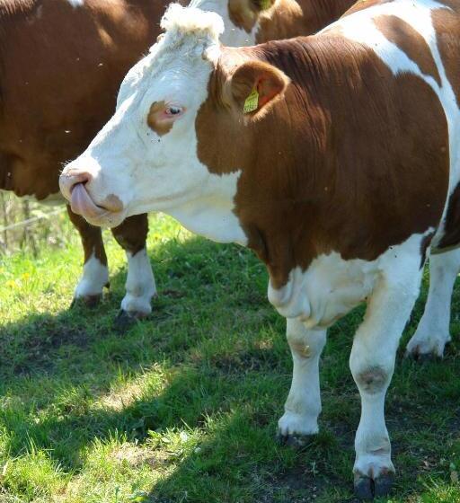 ペンション Brettmaisserhof