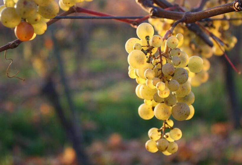 호텔 Weingut Magdalenenhof
