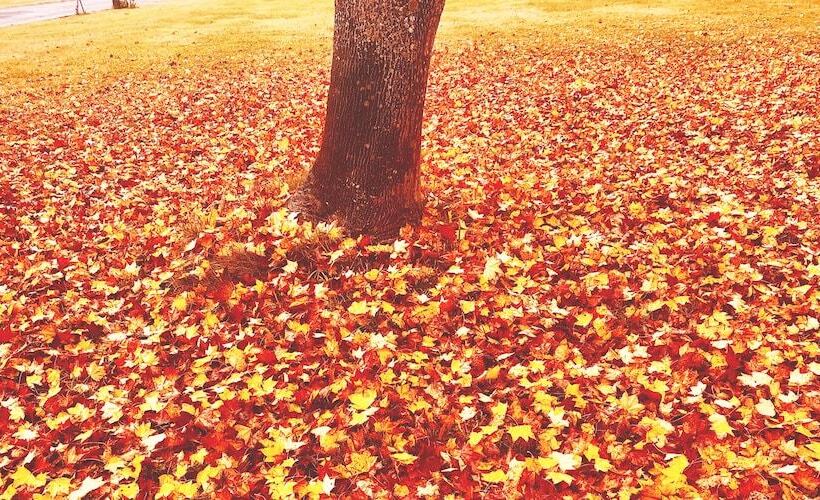 تختخواب و صبحانه Appi Life Is Beautiful