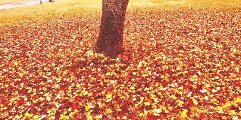 تختخواب و صبحانه Appi Life Is Beautiful