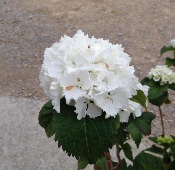 تختخواب و صبحانه Le Mazet Chambre D Hôtes