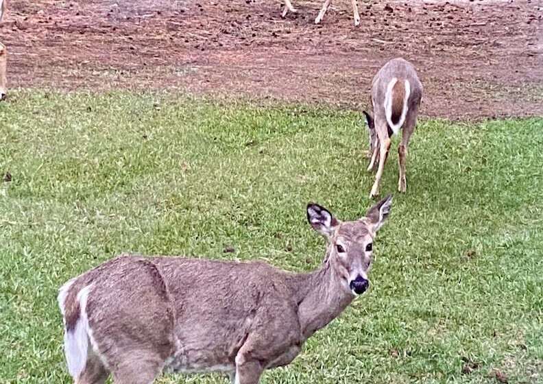 בית מלון כפרי Dream Haven Guest Ranch