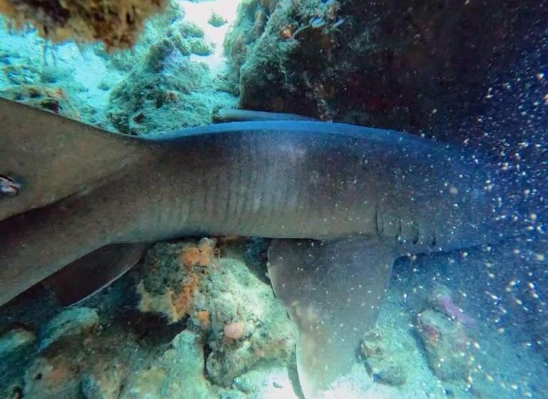 هتل Taganga Dive Inn