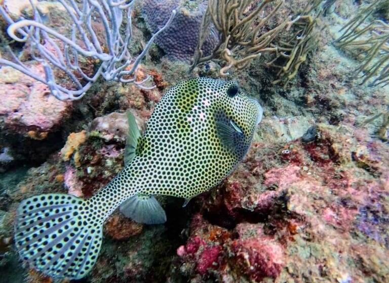 هتل Taganga Dive Inn