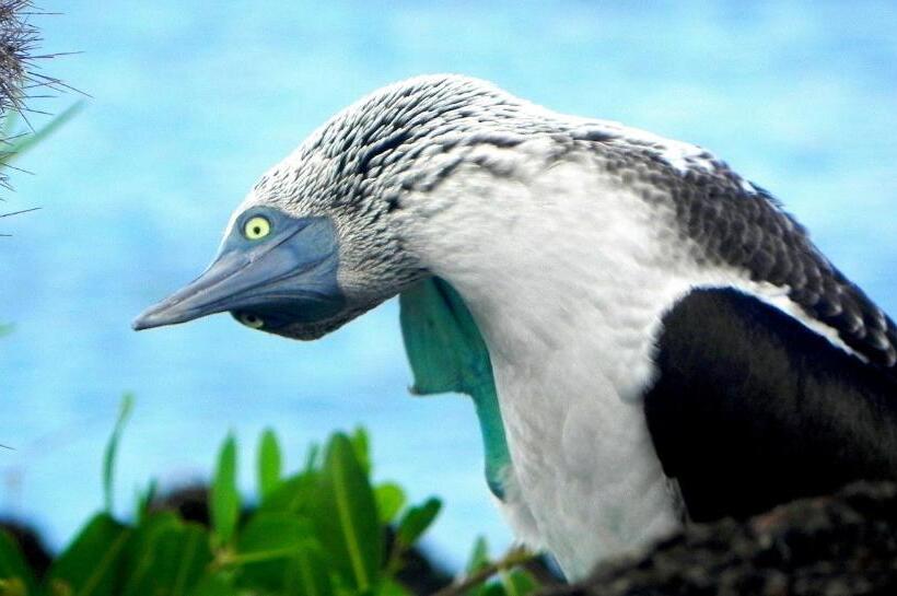 تختخواب و صبحانه Cormorant Beach House