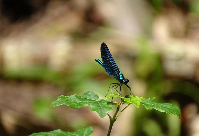 هتل Der Florenberg Gipfel Für Genießer