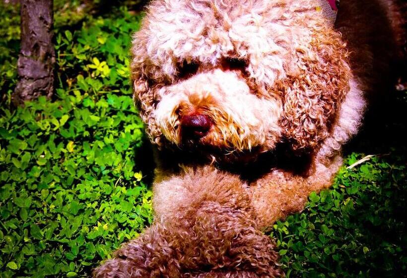 هاستل International House Co Living