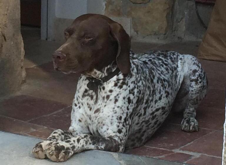 مبيت وإفطار Chateau Pech Céleyran