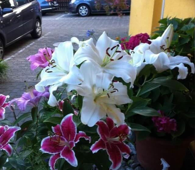 فندق Neuses
