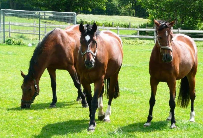 בית מלון כפרי Ponyhof Naeve Am Wittensee