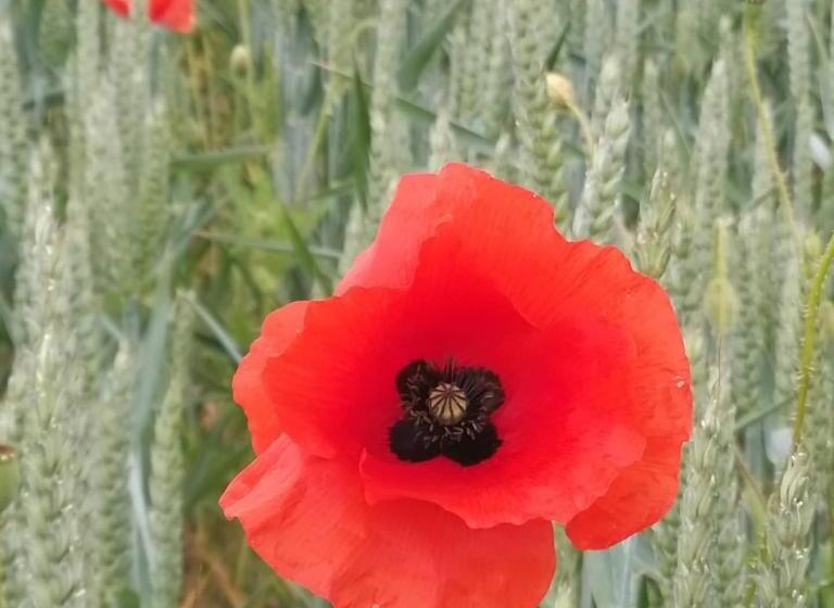 Burton Grange Farmhouse B&b