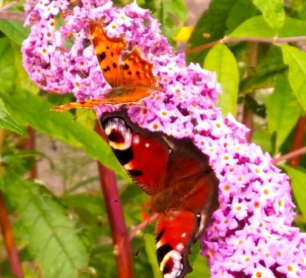 ベッドアンドブレックファースト Pen Y Bont