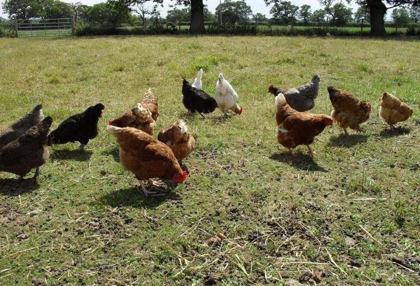 Fernlea Cottage Bed And Breakfast