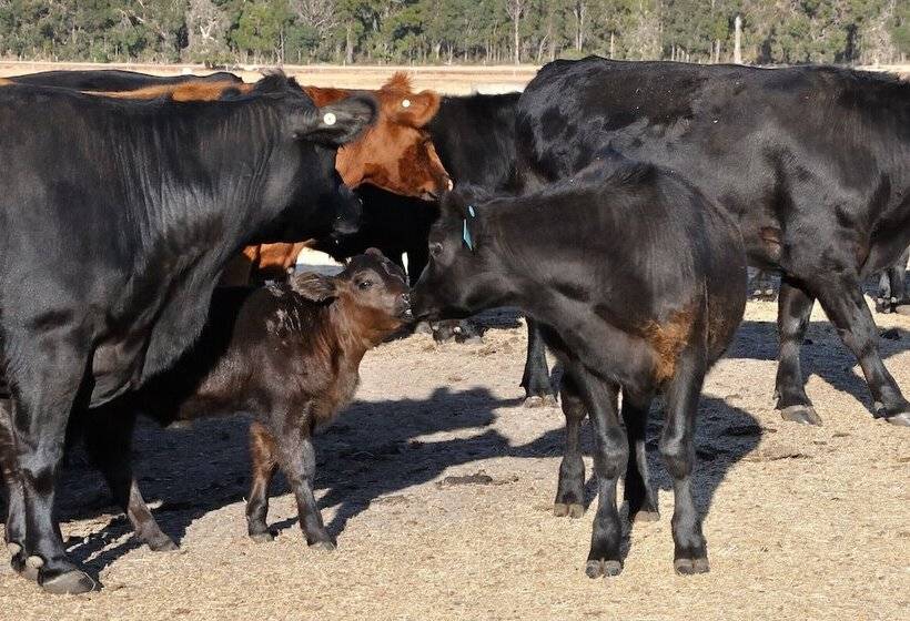 Wilga Farm Stay   Shearer S Shacks   Single
