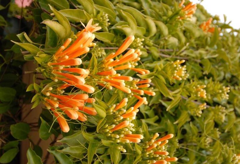 تختخواب و صبحانه The Dove Cote