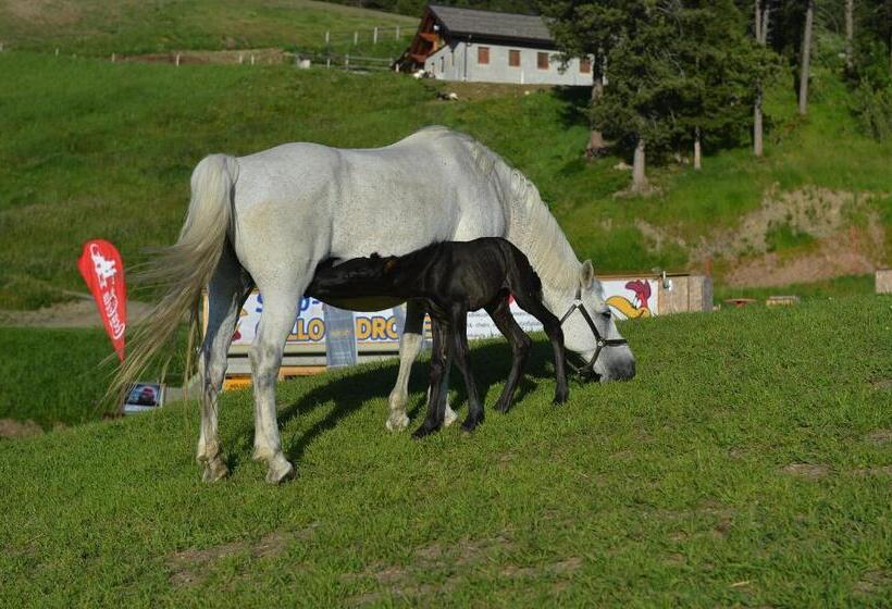 فندق Gallo Cedrone