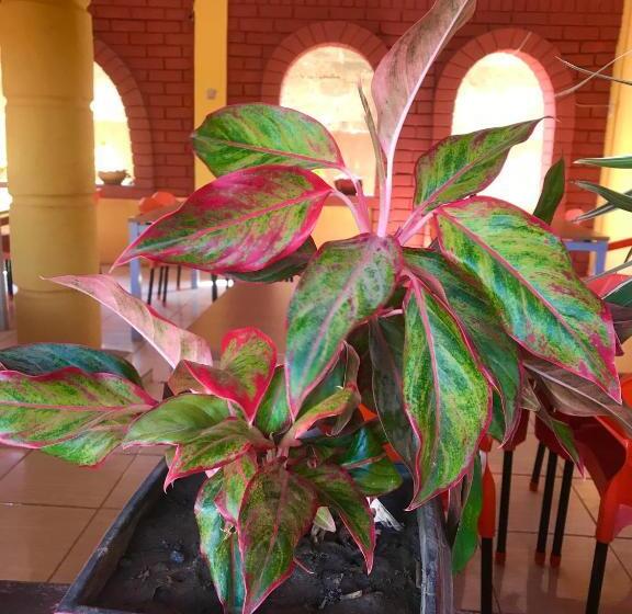 ベッドアンドブレックファースト El Elolo