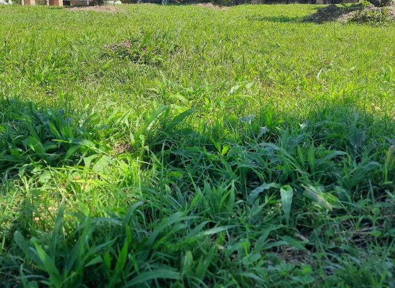 ホテル Hacienda Rosa Franca