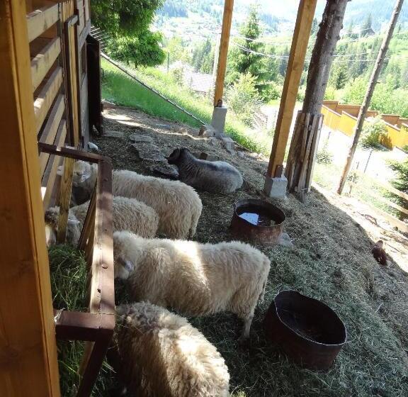 בית מלון כפרי Alpenhof Pansion